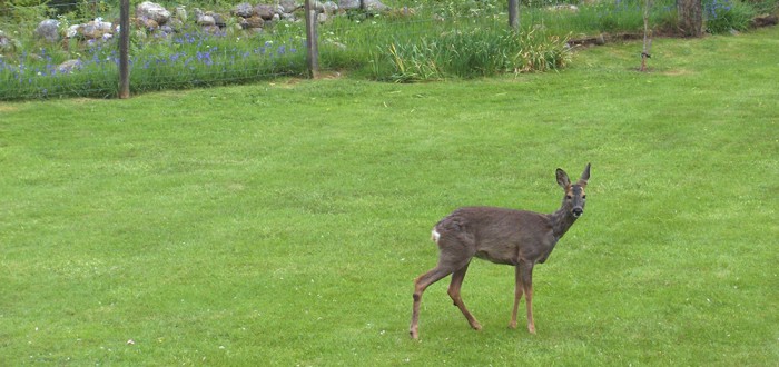 Deer In Garden