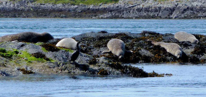 Loch Etive Seals